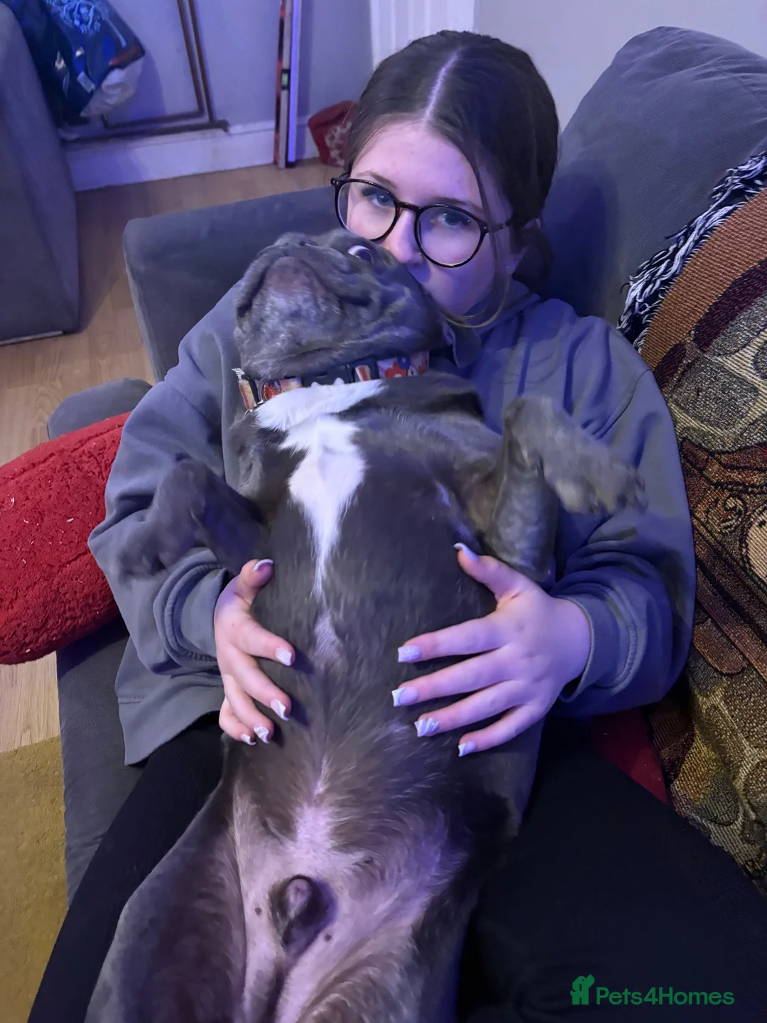 French Bulldog dogs for sale: French bulldog. Castrated 5 years old - Advert 2