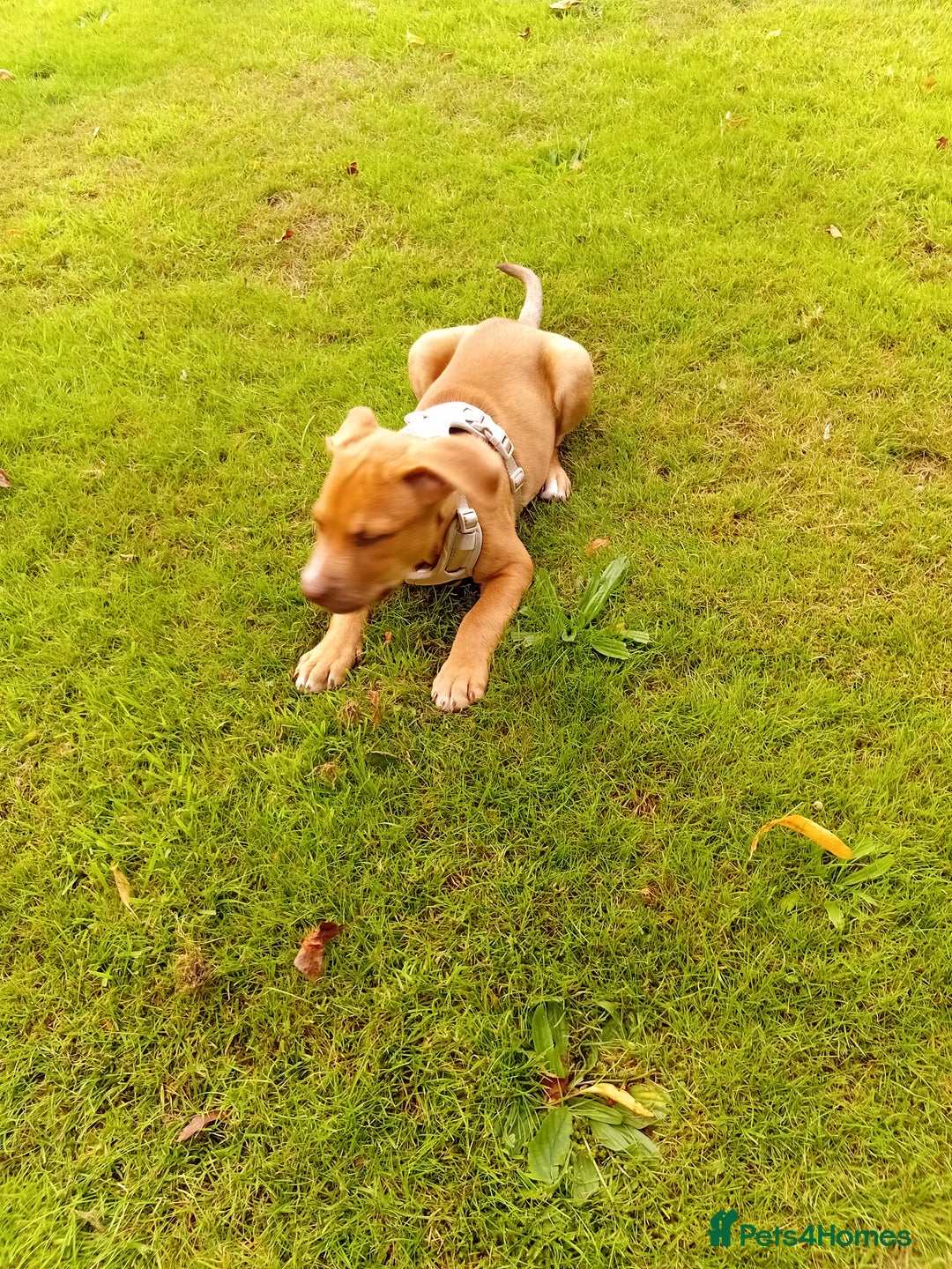 Mixed Breed dogs for sale: 4 month old belgian malinous x staff - Image 10