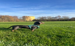 Dachshund dogs for sale: Blue and Tan Dachshund Boy Otis - Image 4