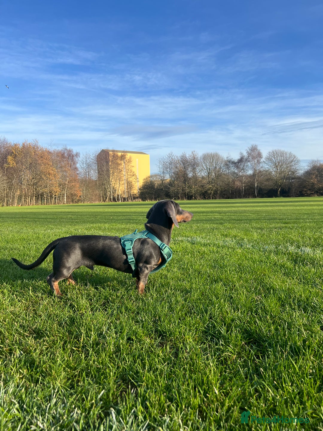 Dachshund dogs for sale: Blue and Tan Dachshund Boy Otis - Image 4