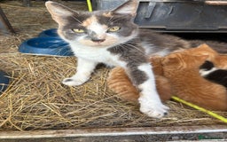British Shorthair cats for sale: Four kittens ready to go (prices vary) - Image 40