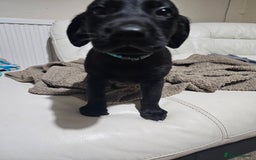 Labrador Retriever dogs for sale: 2boys / 4 girls  READY TODAY FOR FOREVER HOMES - Image 31