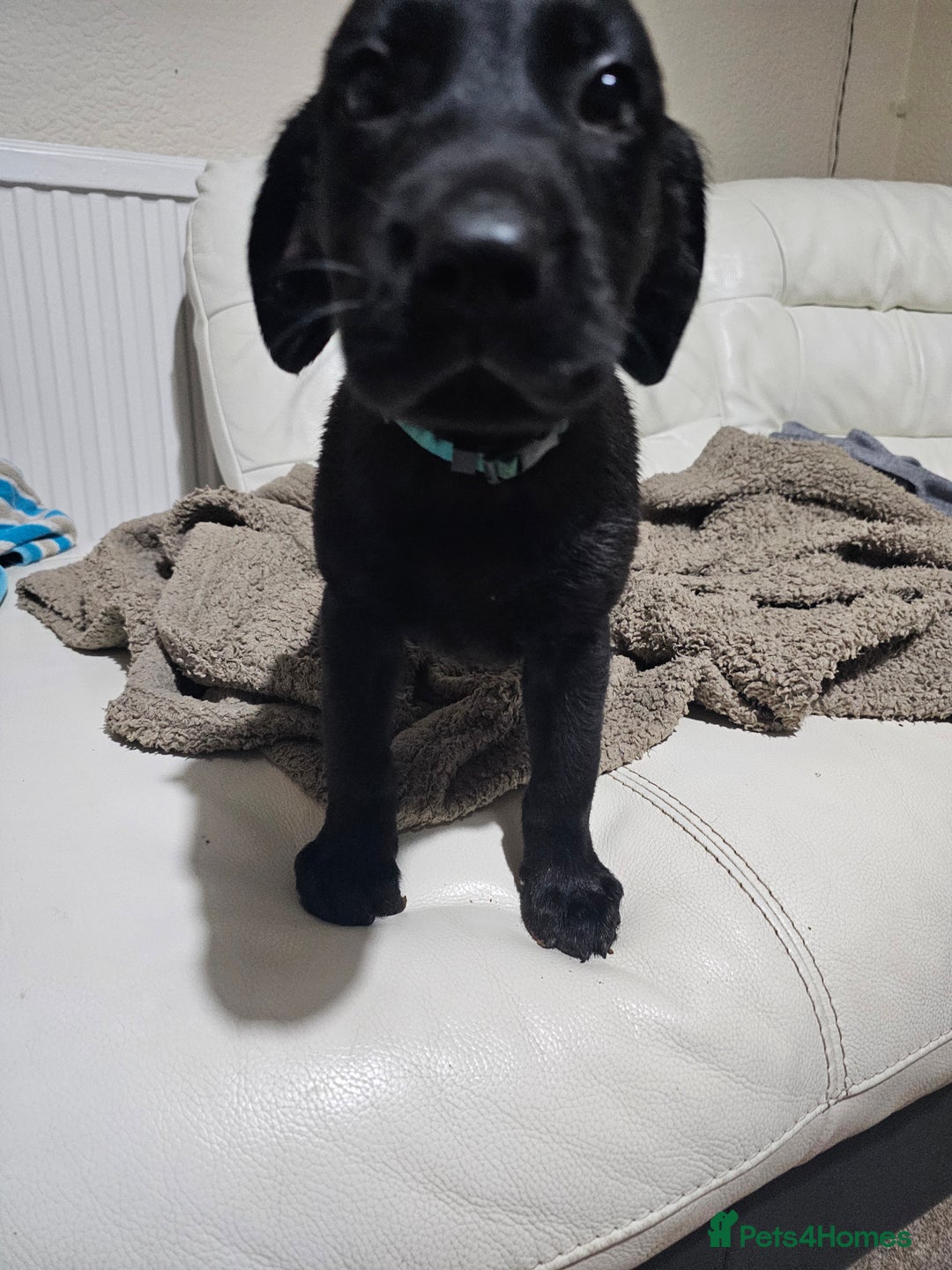 Labrador Retriever dogs for sale: 2boys / 4 girls  READY TODAY FOR FOREVER HOMES - Image 31
