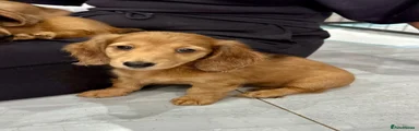 Miniature Dachshund 1