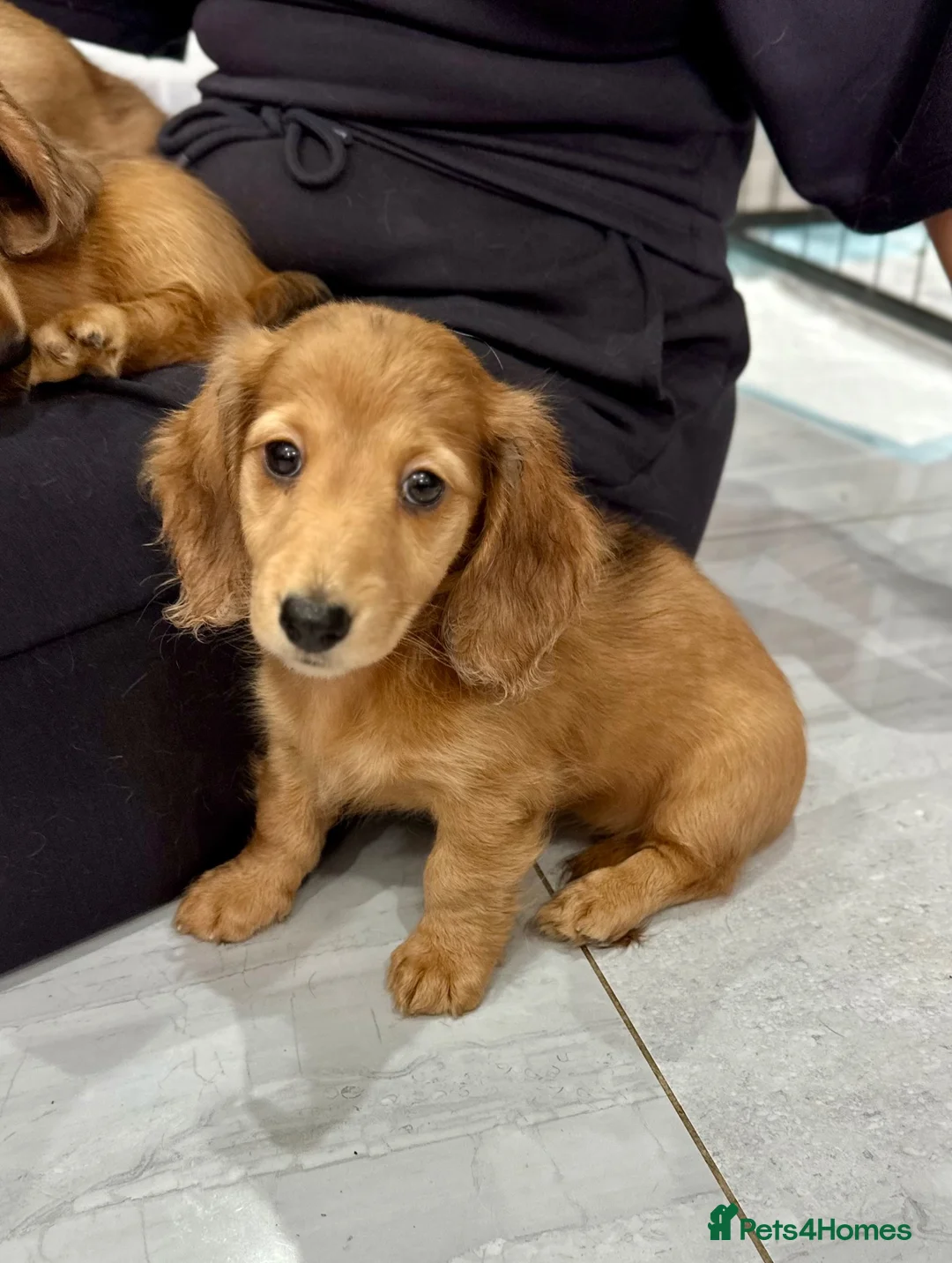 Miniature Dachshund dogs for sale: Miniature Dachshund - Advert 19