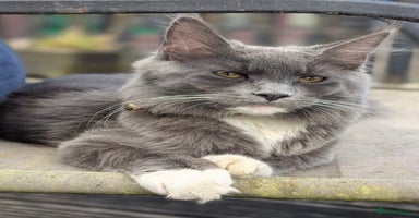 Maine Coon cats - Advert 13