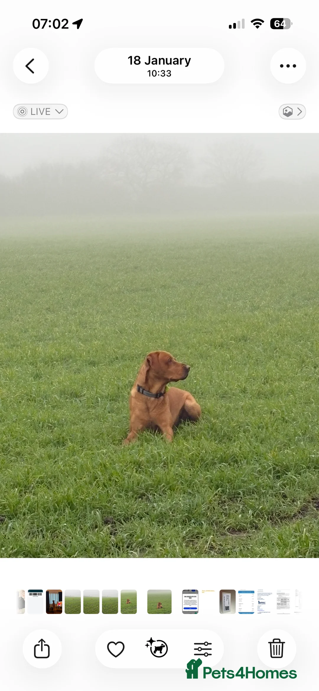 Labrador Retriever dogs for stud: KC registered and fully health checked  - Advert 10