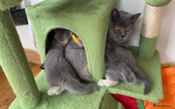 British Shorthair cats for sale: 3 GCCF British Shorthair Kittens– Champion Lines - Image 23