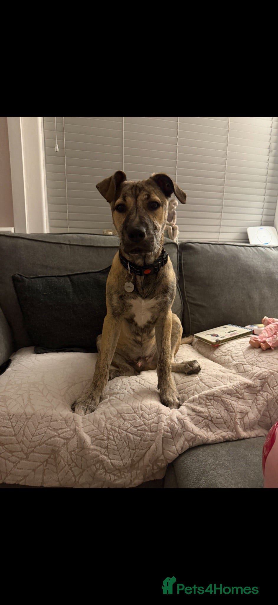 Mixed Breed dogs Toffee  - Advert 17