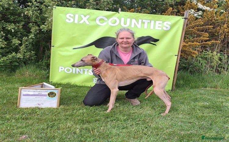 Whippet dogs - Advert 11