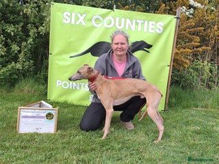 Whippet dogs - Advert 17