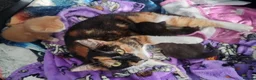 Mixed Breed cats for sale: 2 girl mixed breed beautiful kittens in Bournemouth - Advert 5