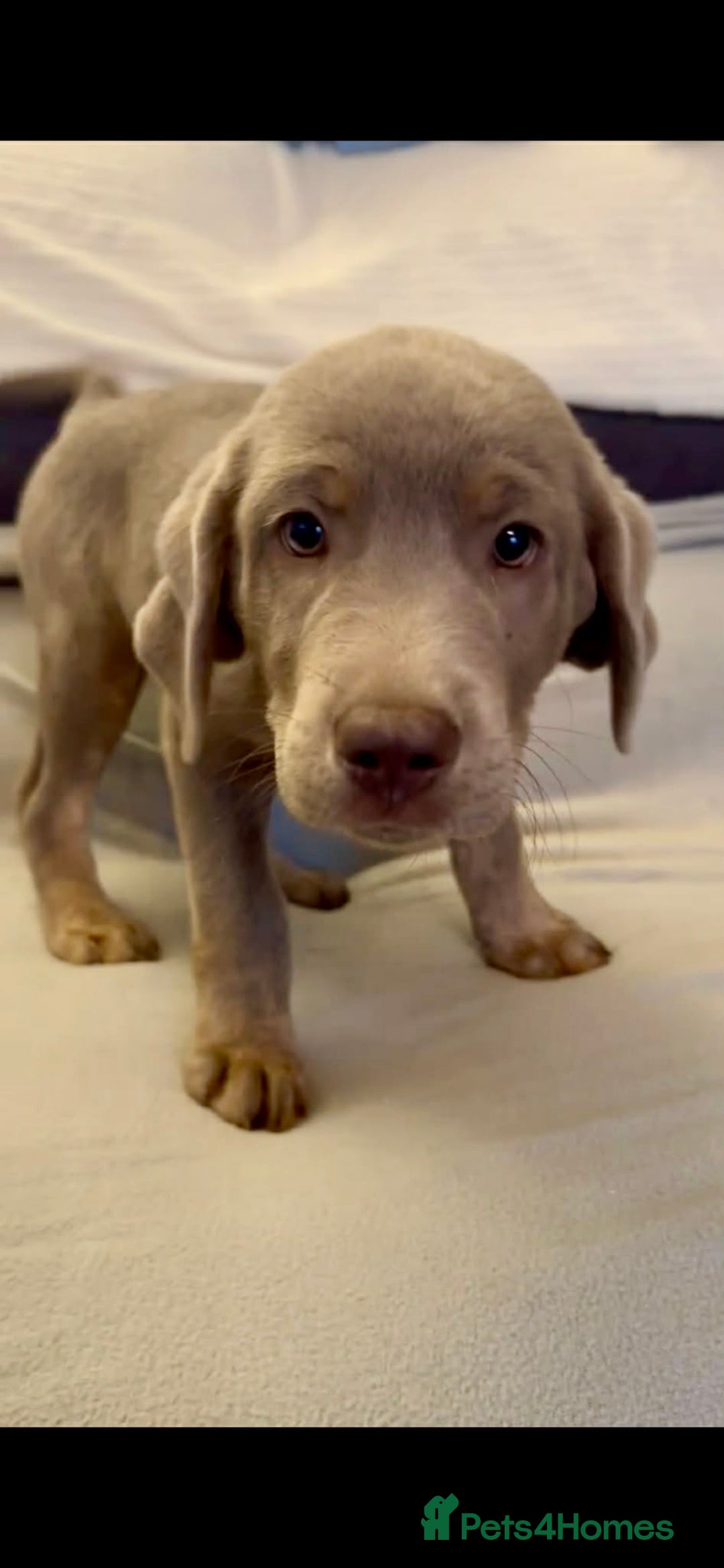 Labrador Retriever dogs for sale: Stunning silver Labradors  - Advert 27