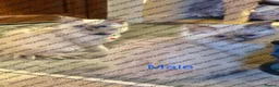 Ragdoll cats for sale: Beauty baby Ragdoll (read description) - Advert 2