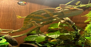 Chameleon reptiles in Camberley - Advert 9