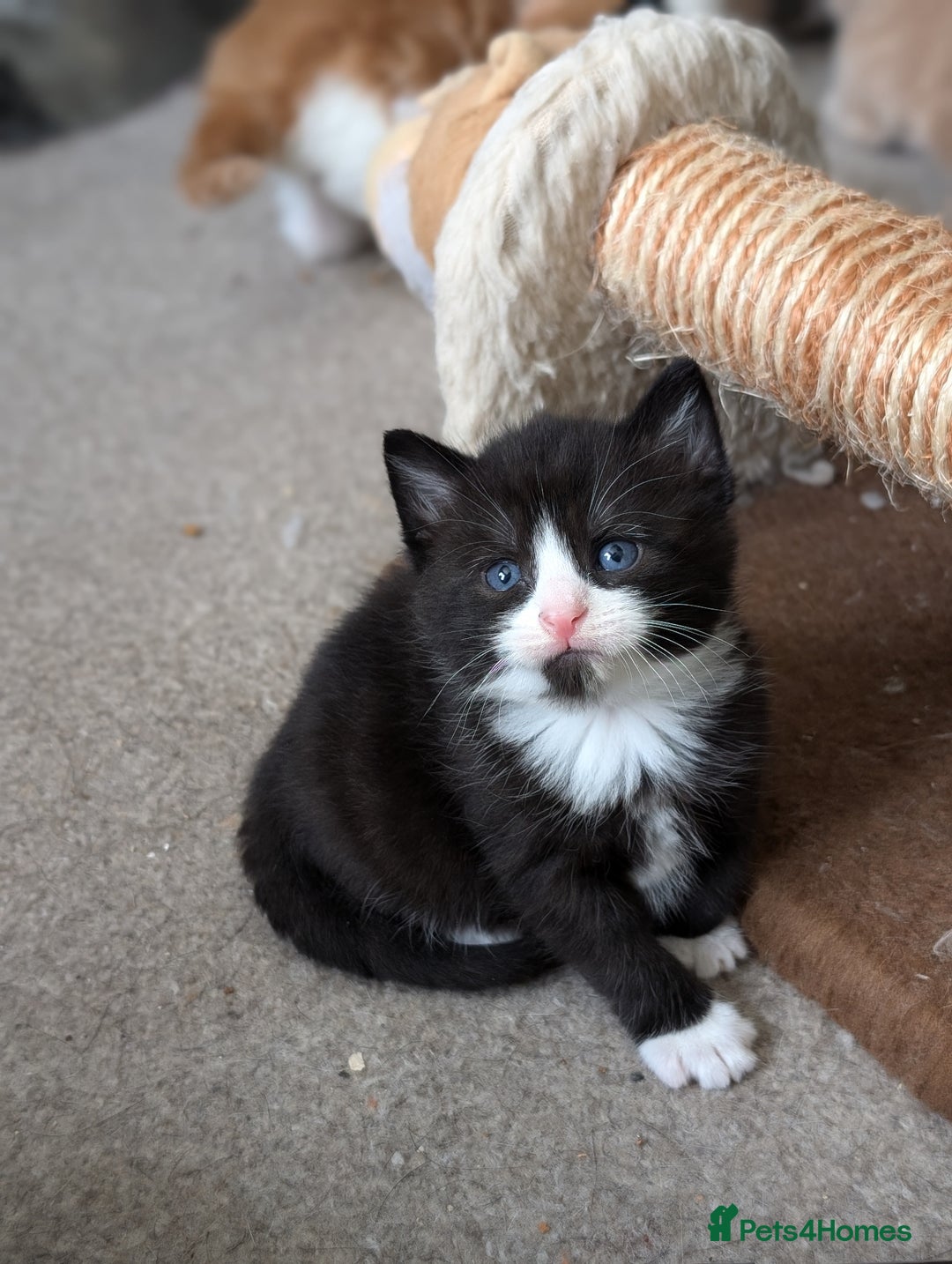 Mixed Breed cats for sale: Beautiful healthy kittens - ONLY 2 AVAILABLE 😍😍 - Image 15