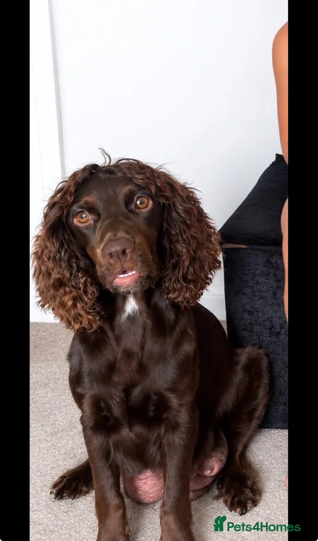 Cocker Spaniel dogs for sale: Beautiful Working x Show Cocker Spaniel Puppies  - Advert 20