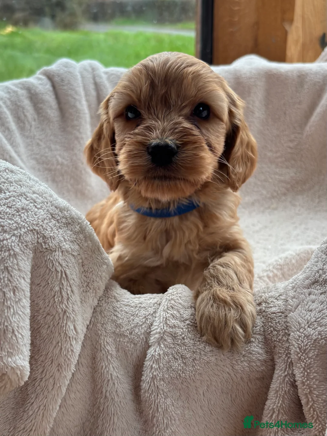 Cockapoo dogs for sale: Gorgeous F1 Cockapoo Puppies DNA Tested Parents - Advert 8