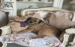 Border Terrier dogs for sale: Pedigree slem clear border terrier - Image 1