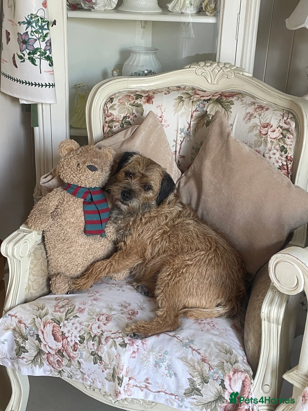 Border Terrier dogs for sale: Pedigree slem clear border terrier - Image 1