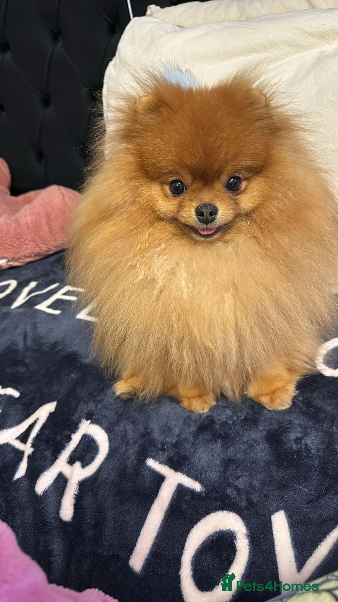Pomeranian dogs for sale: 2 kg teddy bear boy looking for home🏡 - Advert 10