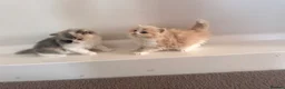 British Shorthair cats for sale: British Shorthair & Longhair Kittens GCCF Reg - Advert 13