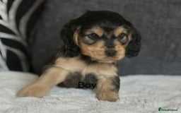Cocker Spaniel dogs for sale: BEAUTIFUL COCKER SPANIEL PUPPIES - Image 2