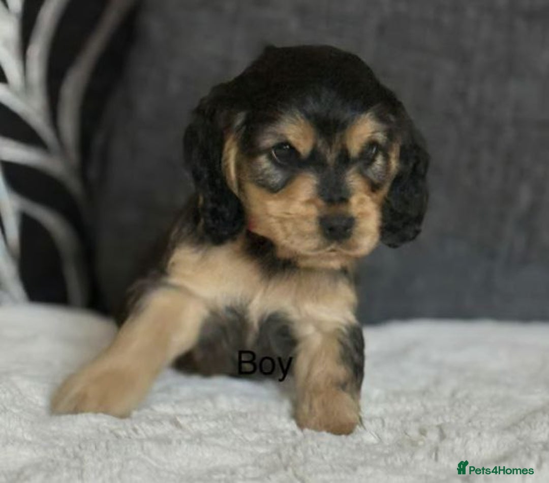 Cocker Spaniel dogs for sale: BEAUTIFUL COCKER SPANIEL PUPPIES - Image 2