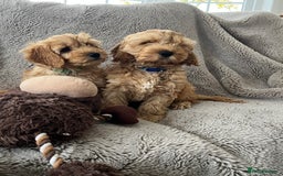 Cockapoo dogs for sale: Cockerpoo puppies - Image 8