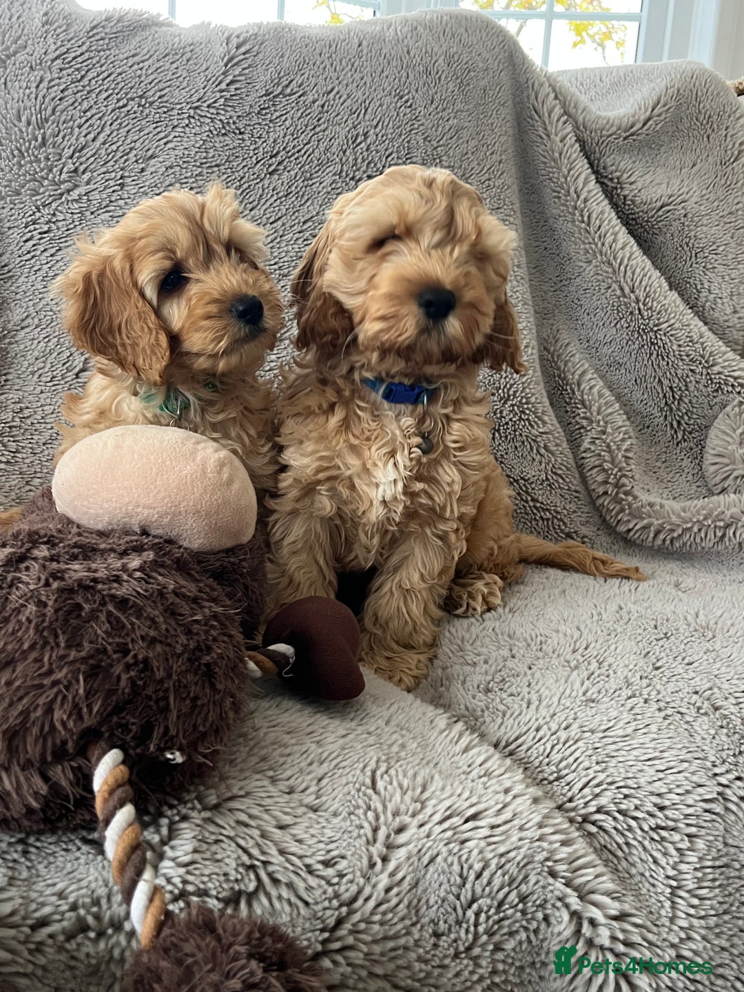 Cockapoo dogs for sale: Cockerpoo puppies - Image 8