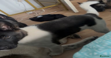 Akita dogs - Advert 4