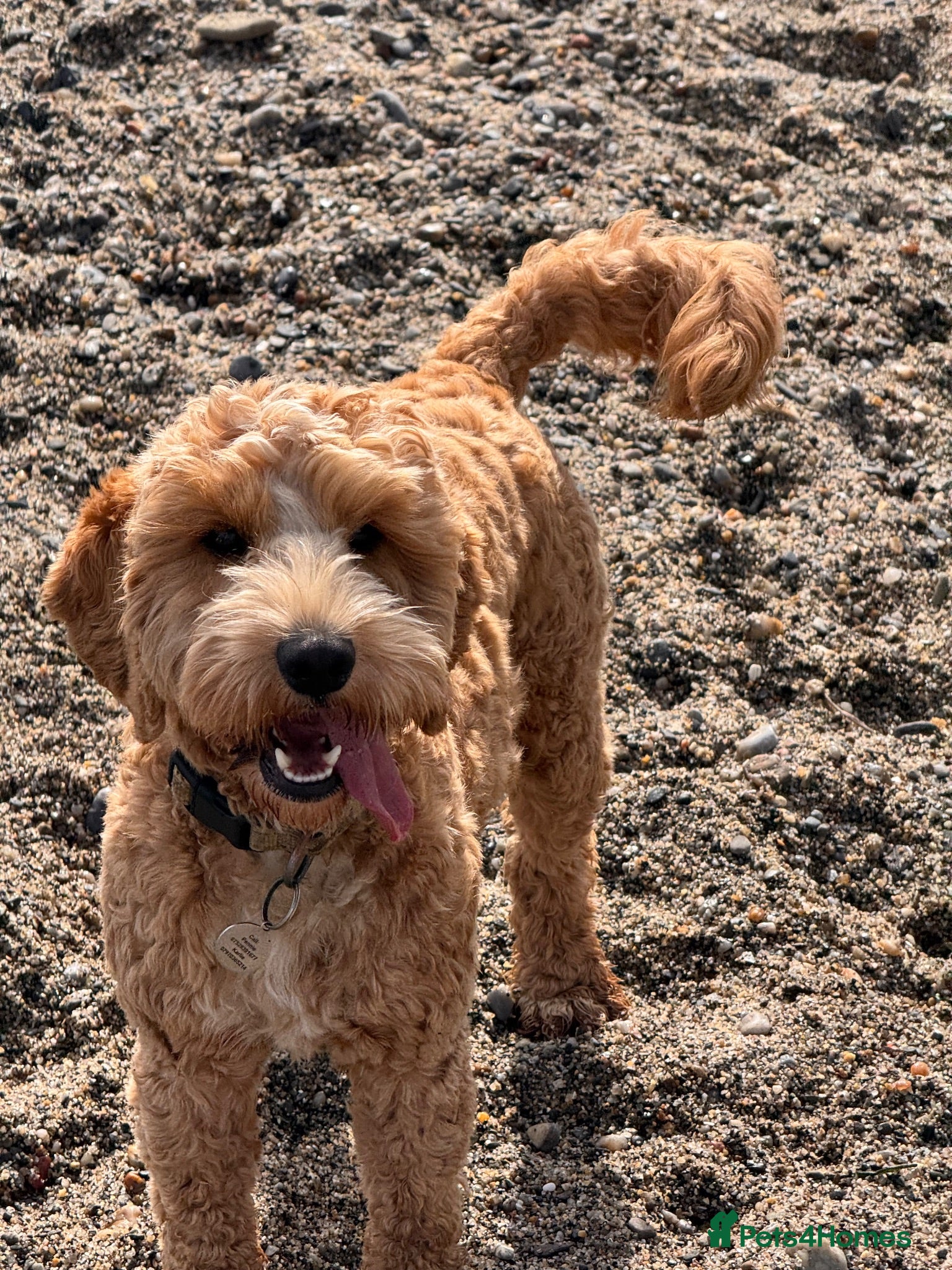Cockapoo dogs Handsome F1 miniature cockapoo for stud - Advert 2