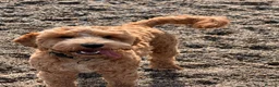 Cockapoo dogs for stud: Handsome F1 miniature cockapoo for stud in Spalding - Advert 1
