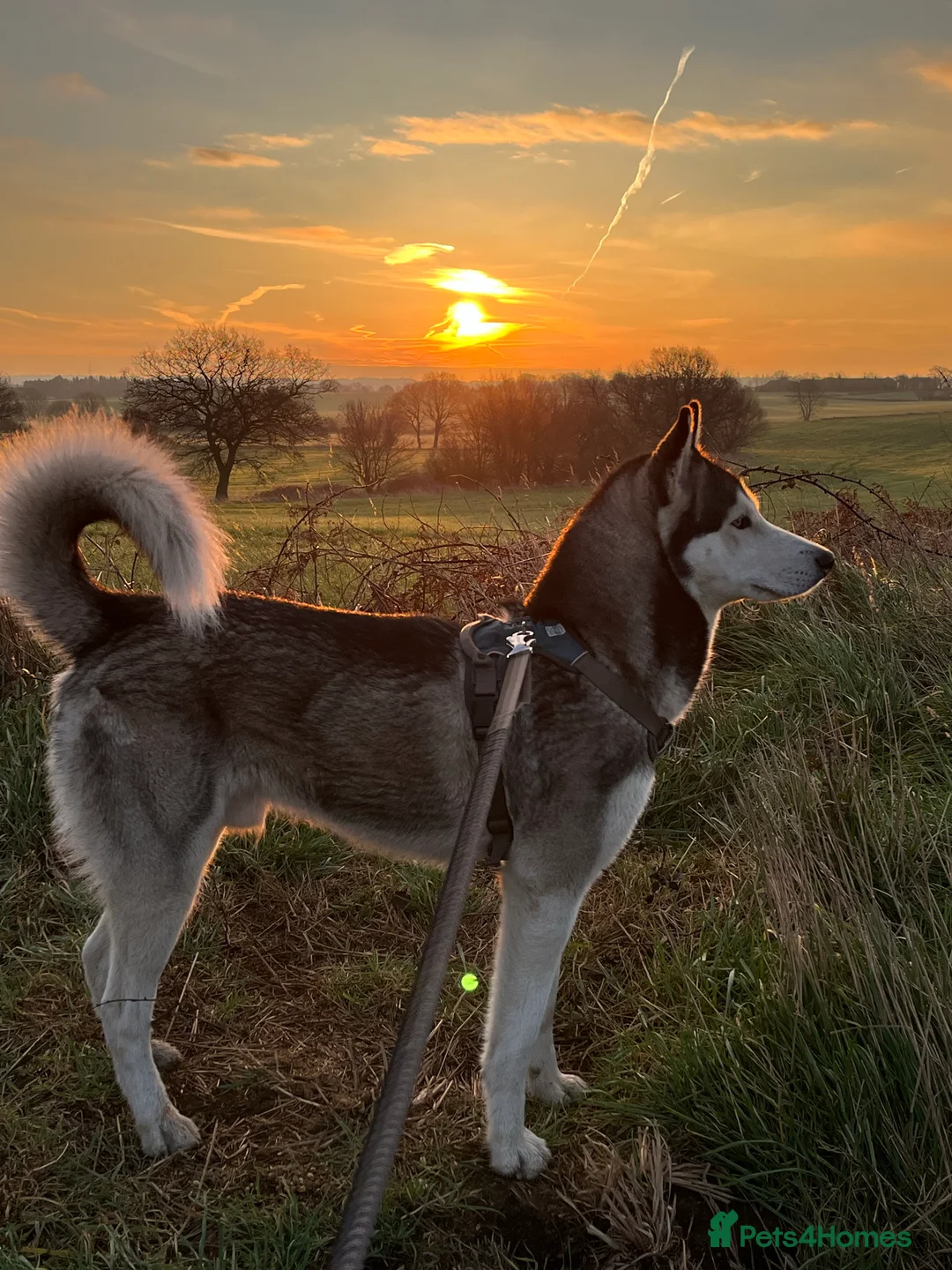 Siberian Husky dogs for stud: For stud only (quality proven stud ) in Wakefield - Advert 16