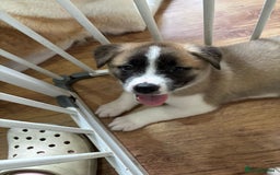 Akita dogs for sale: 5 Beautiful akita puppies in Willenhall - Image 10