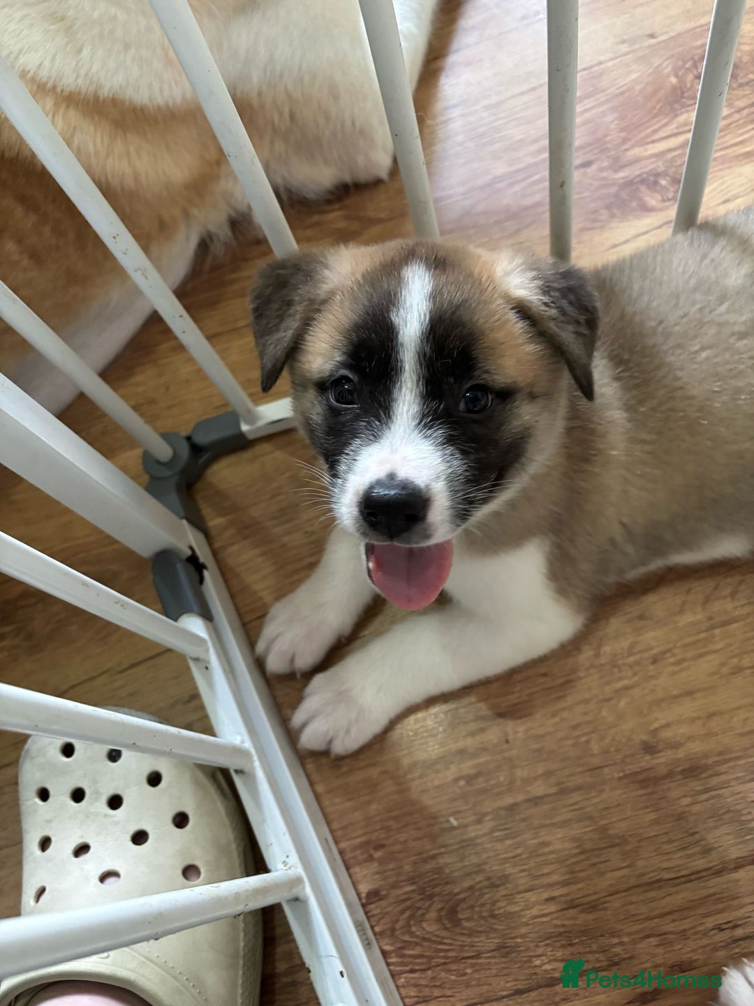 Akita dogs for sale: 5 Beautiful akita puppies in Willenhall - Image 10
