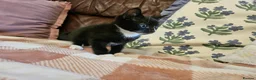 Mixed Breed cats for sale: 3 adorable kittens for sale in Walsall - Advert 6
