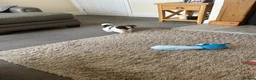 Havanese dogs for sale: Exceptional KC Reg Havanese Puppies – 5⭐ Pedigree, - Advert 4