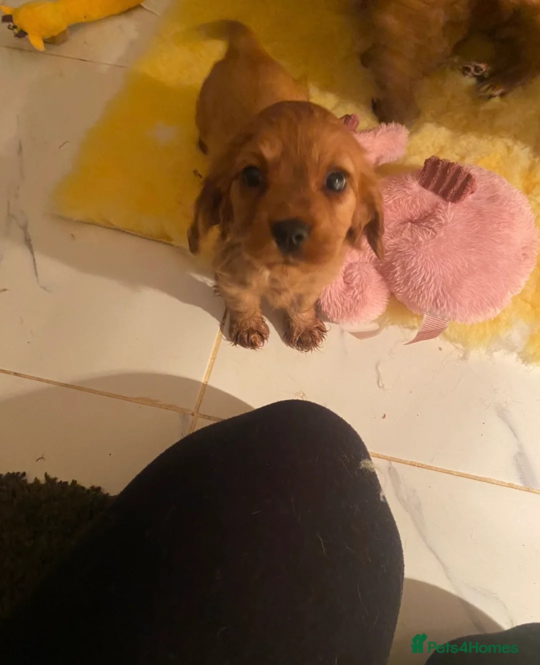 Cockalier dogs for sale: F1 fox red puppies boys and girls  - Advert 1