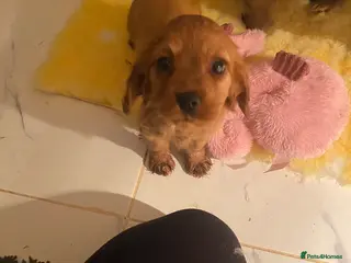 Cockalier dogs F1 fox red puppies boys and girls - Advert 1