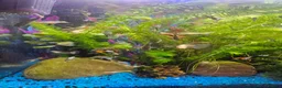 Other/Mixed Breed fish for sale: Guppies in Liverpool - Advert 6