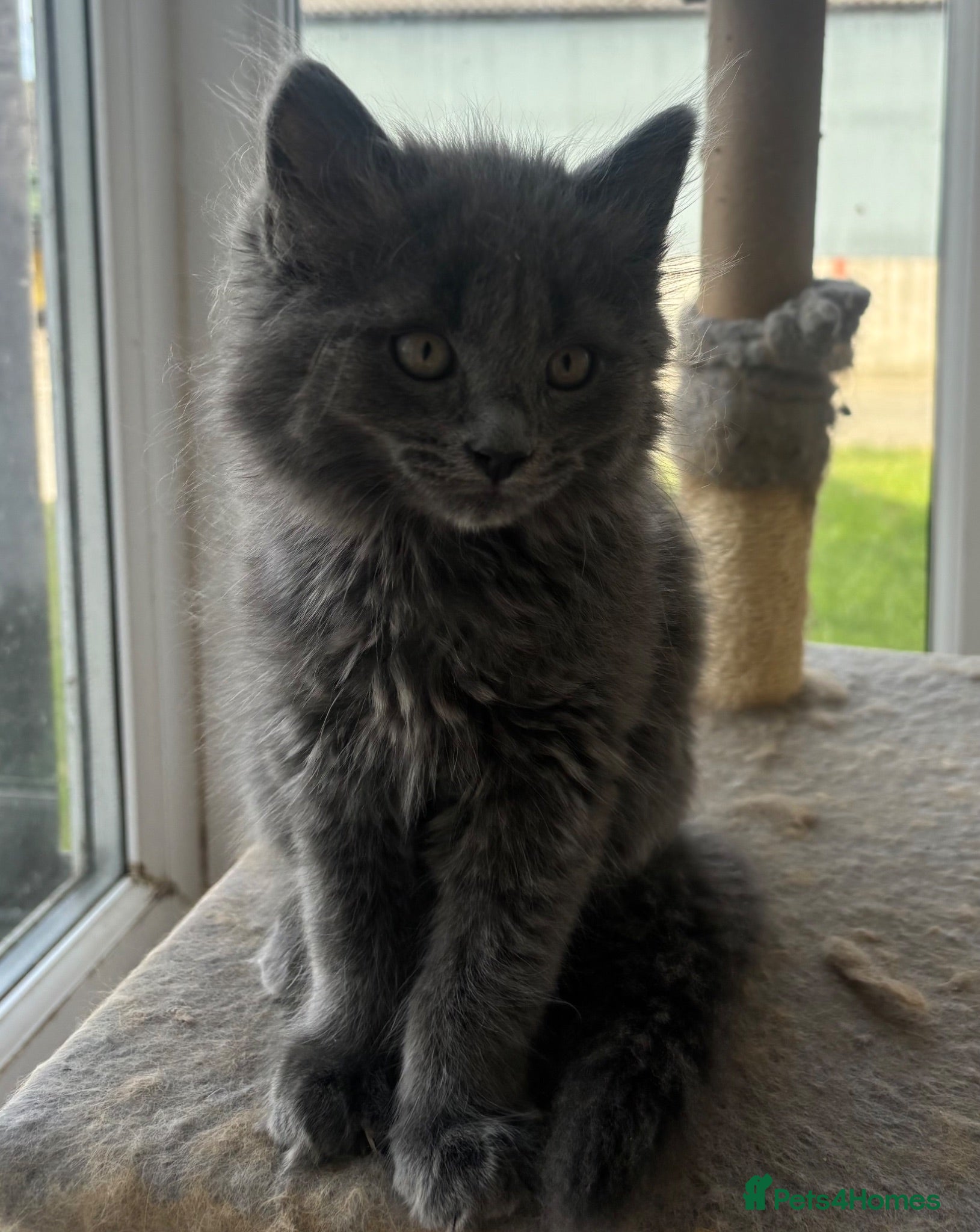Mixed Breed cats Gorgeous grey kittens  - Advert 17
