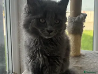 Mixed Breed cats Gorgeous grey kittens - Advert 17