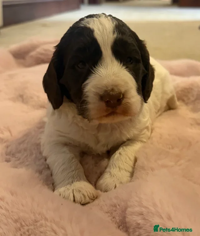 Sproodle dogs One girl left The most beautiful sproodle puppy’s  - Advert 1