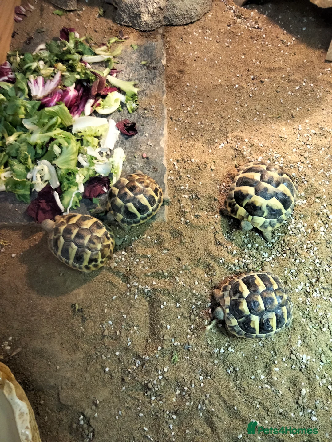 Hermann Tortoise reptiles for sale:  Captive bred baby Herman toirtoise for sale - Advert 1