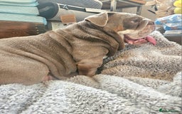 English Bulldog dogs for sale: Outstanding KC English Bulldogs, Top Quality Pups - Image 4