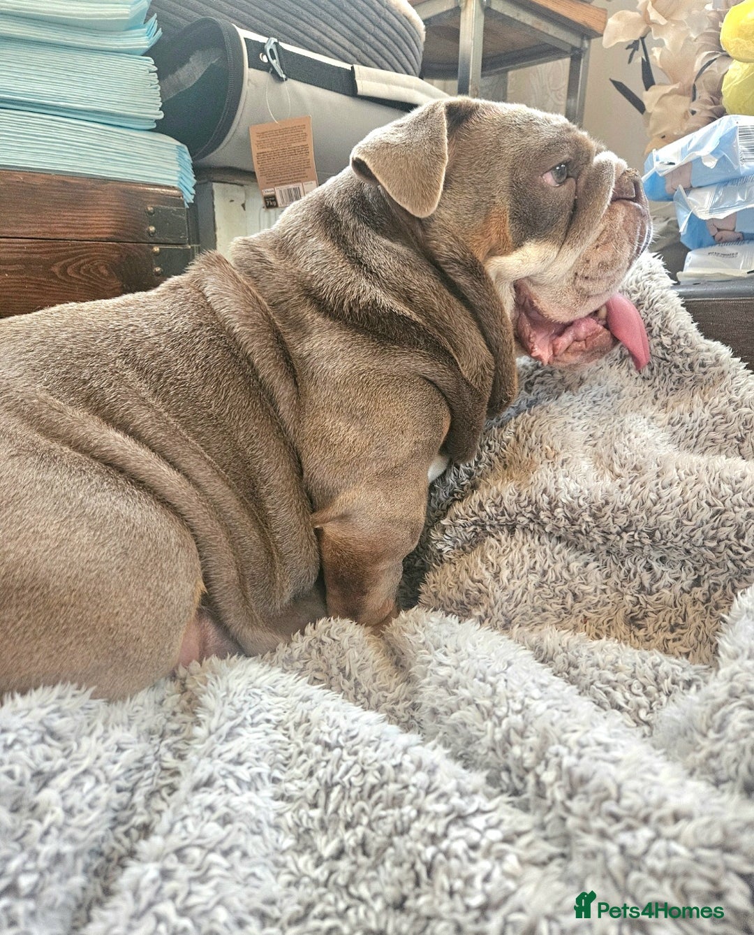 English Bulldog dogs for sale: Outstanding KC English Bulldogs, Top Quality Pups - Image 4