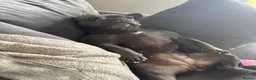 French Bulldog dogs for sale: Peaches (Rehoming) - Advert 2