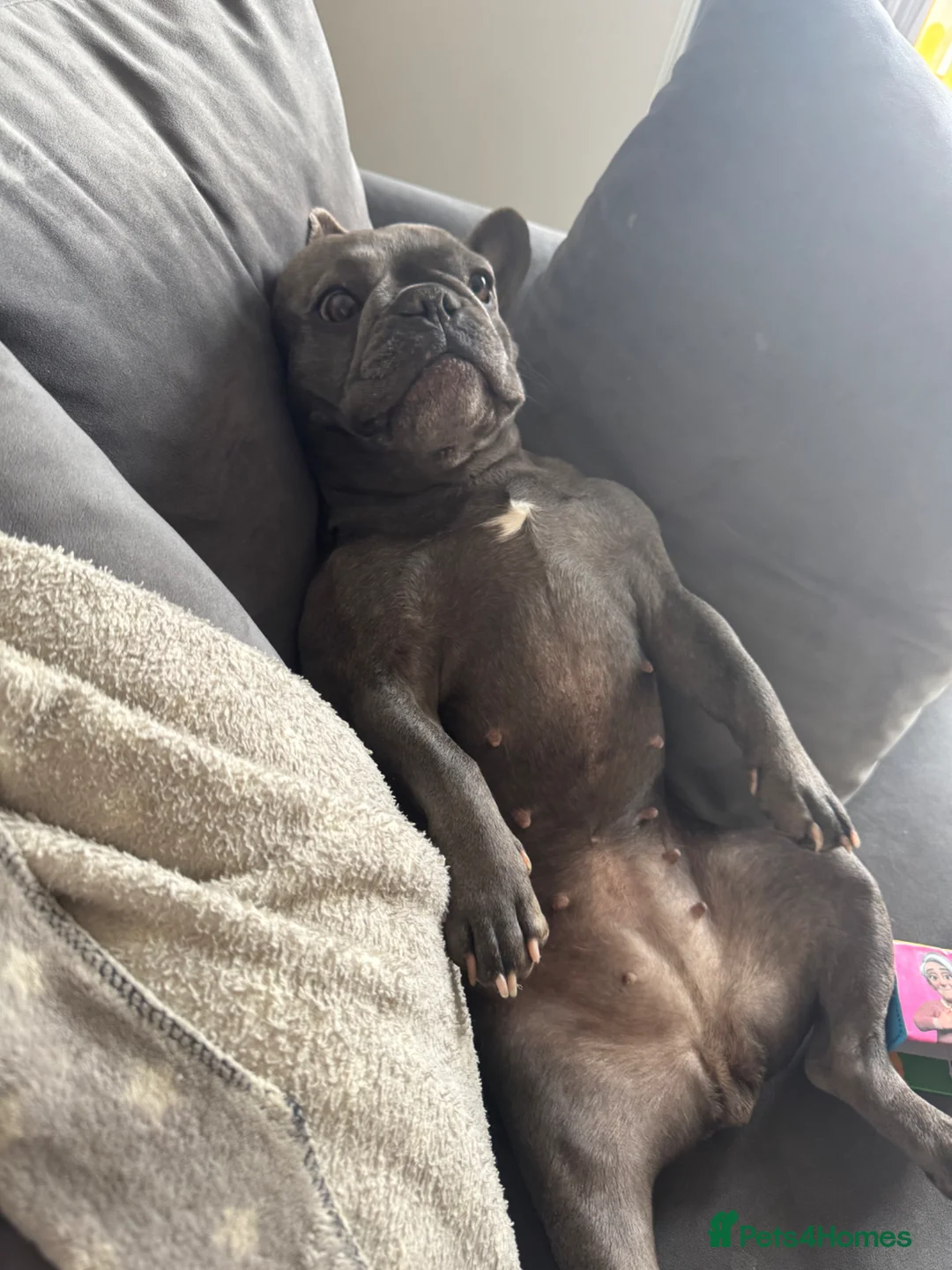 French Bulldog dogs for sale: Peaches (Rehoming) - Advert 2