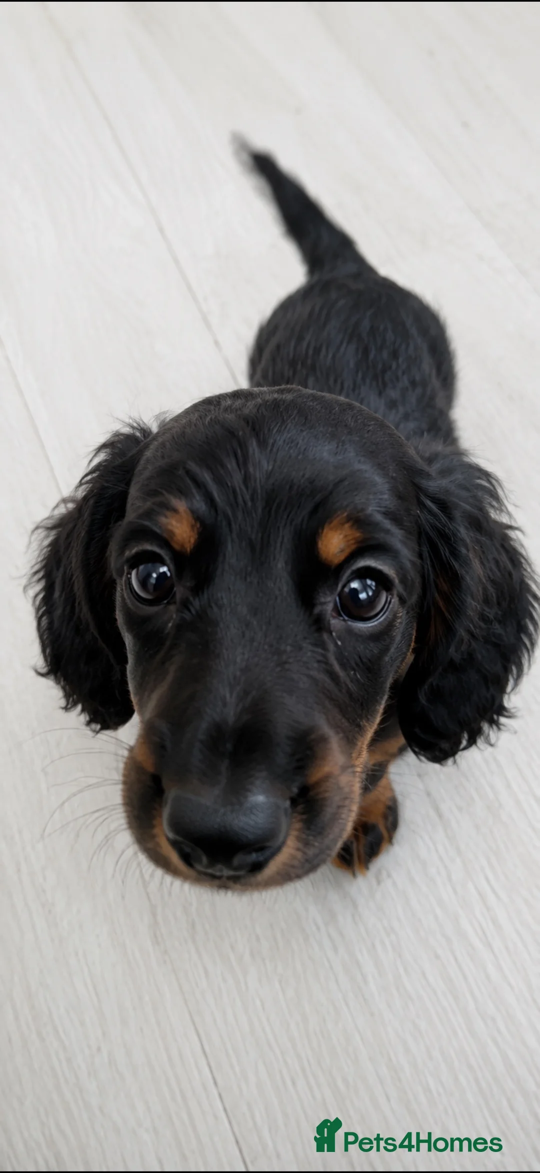 Miniature Dachshund dogs for sale: Beautiful Miniature Dachshund Puppies  - Advert 2